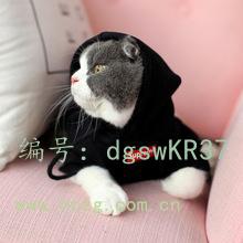 Ҿ