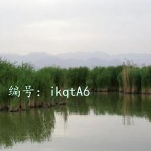 ЧӦ