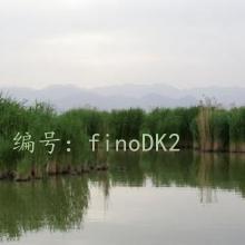 ЧӦ