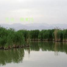 Ŭ
