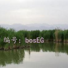 ı
